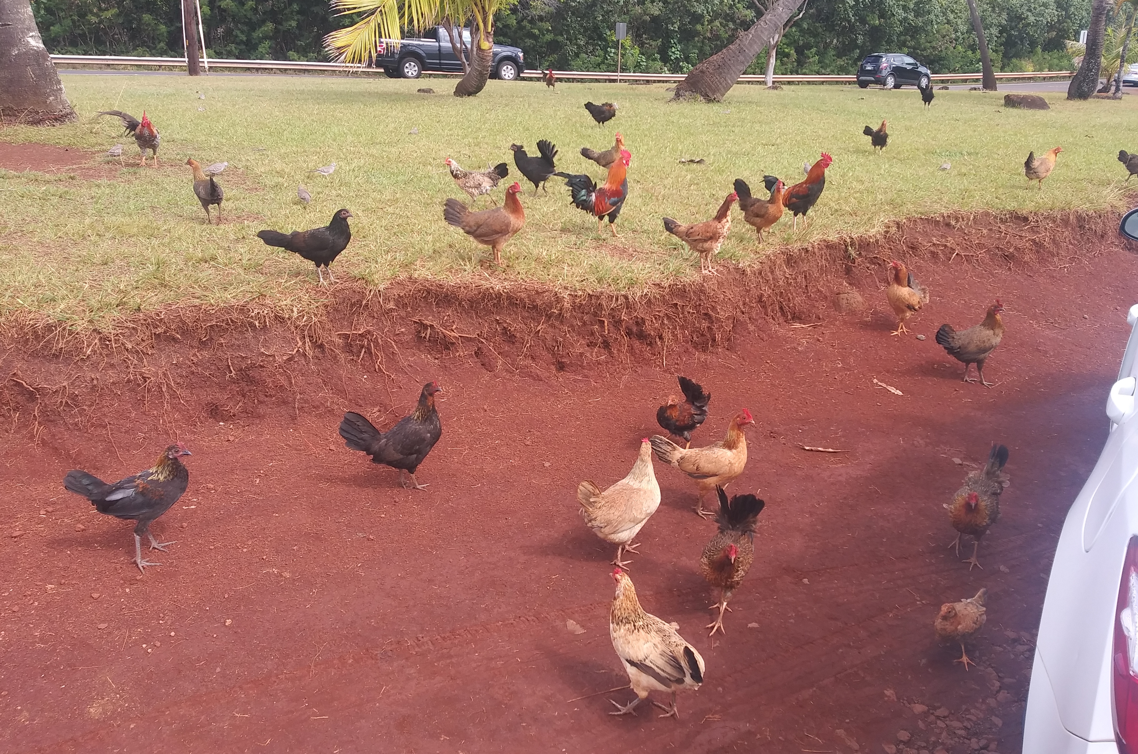flock of chickens